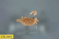 藏品(弓蟹科)的圖片
